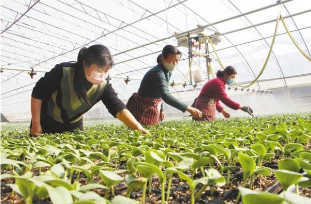 扶溝：全力確?！安嘶@子”種苗供應(yīng)