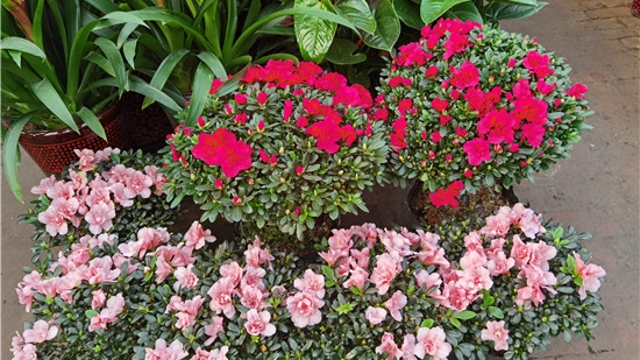 火紅年宵花，美麗過新年