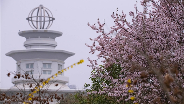 陽春三月，踏青賞花正當時