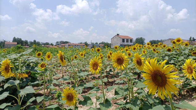 [鹿邑]馬鋪鎮(zhèn)：廢閑土地開出“幸?；ā?> </a></TD>             </TR>           </TBODY>         </TABLE>         <TABLE class=margin_4 border=0 cellSpacing=0 cellPadding=0 width=