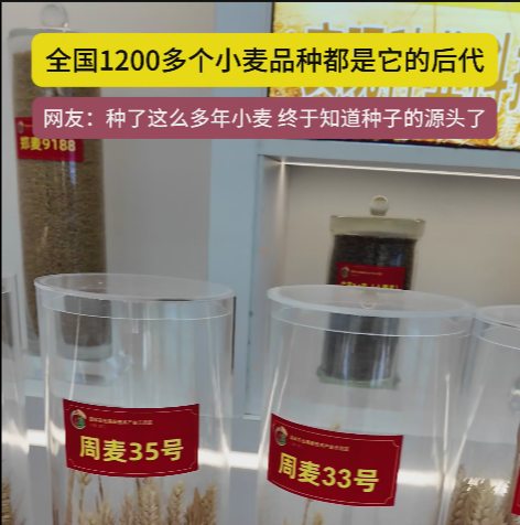 周口國家農(nóng)高區(qū)展示的種子資源，全國1200多個小麥品種都是它的后代!